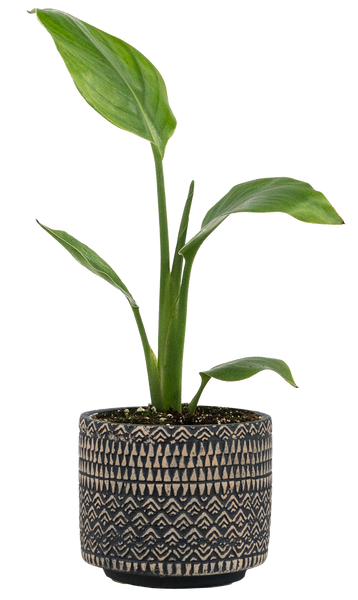 plantsome strelitzia Strelitzia | Bird of Paradise | 4