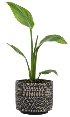 Strelitzia | Bird of Paradise (S)