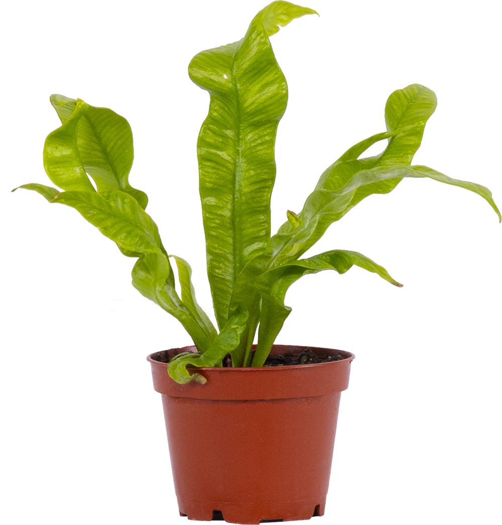 Asplenium Crispy Wave | Birds Nest Fern (XS)