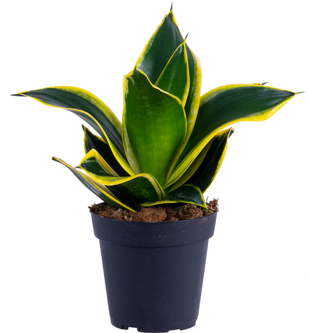 black gold snake plant care Sansevieria Black Gold Hahnii