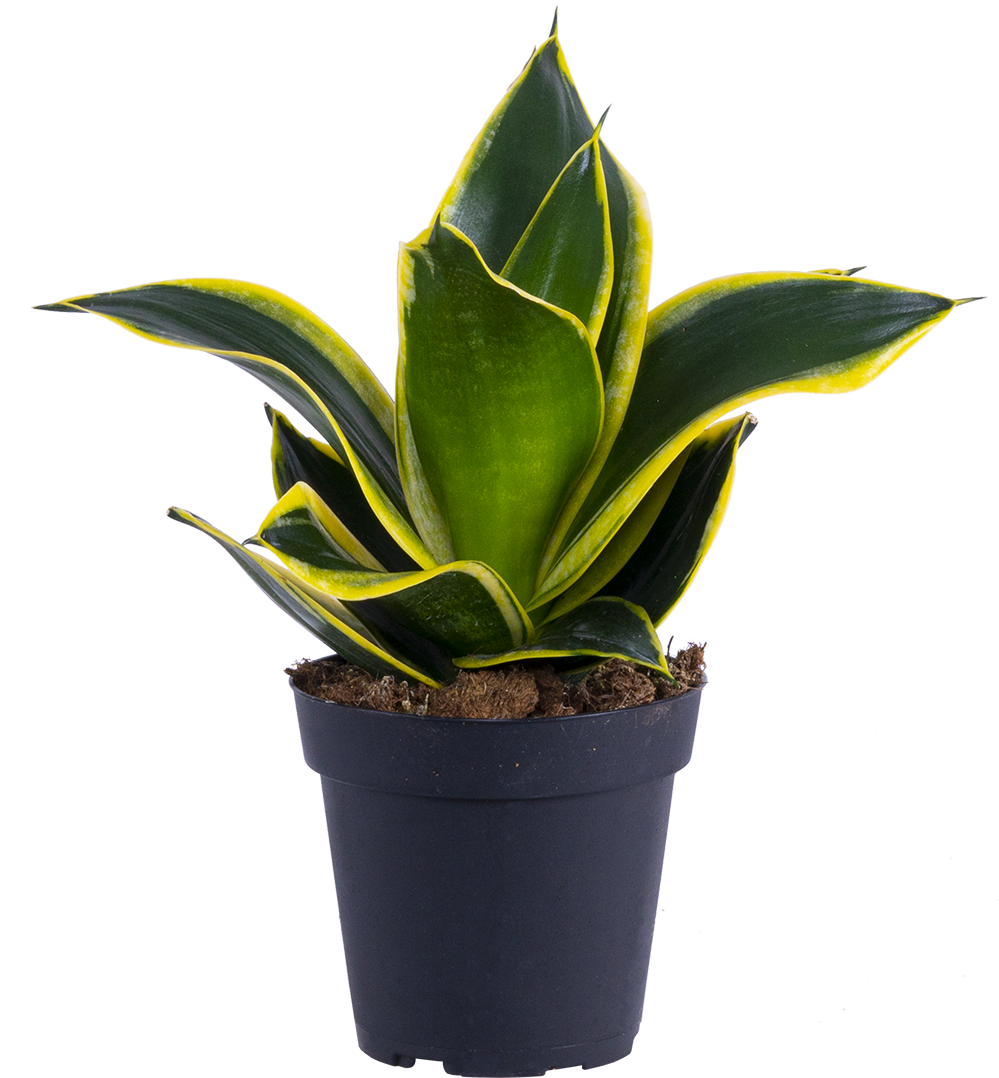 Sansevieria Black Gold Hahnii | Birds Nest Snake Plant (S)