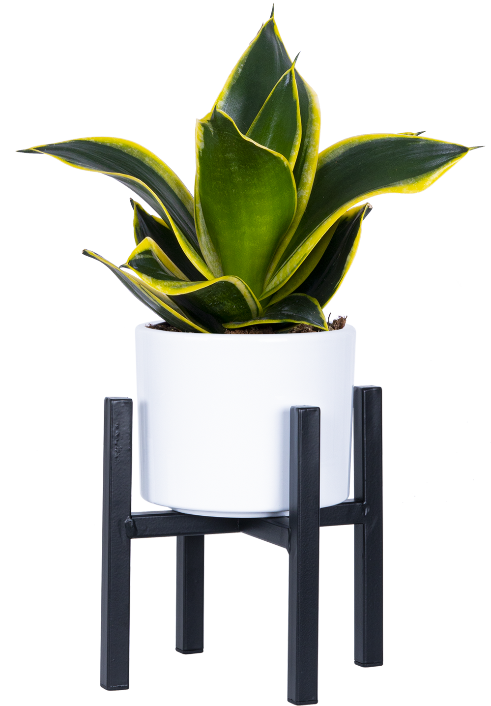 sansevieria black gold compacta Sansevieria Black Gold Hahnii | Birds Nest Snake Plant | 4" Pot | Easy Care Houseplant