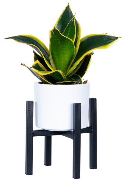 sansevieria hahnii grande Sansevieria Black Gold Hahnii | Birds Nest Snake Plant | 4" Pot | Easy Care Houseplant