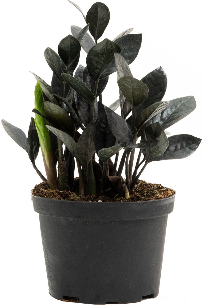 black house plants Zamioculcas Black Raven | 6" Pot | ZZ Plant