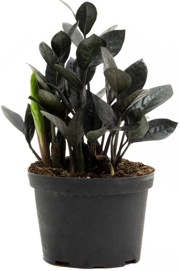 black indoor plants Zamioculcas Black Raven | ZZ Plant | 6" Pot | Easy Care Houseplant