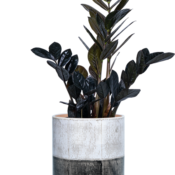 Zamioculcas Black Raven | ZZ Plant | 8