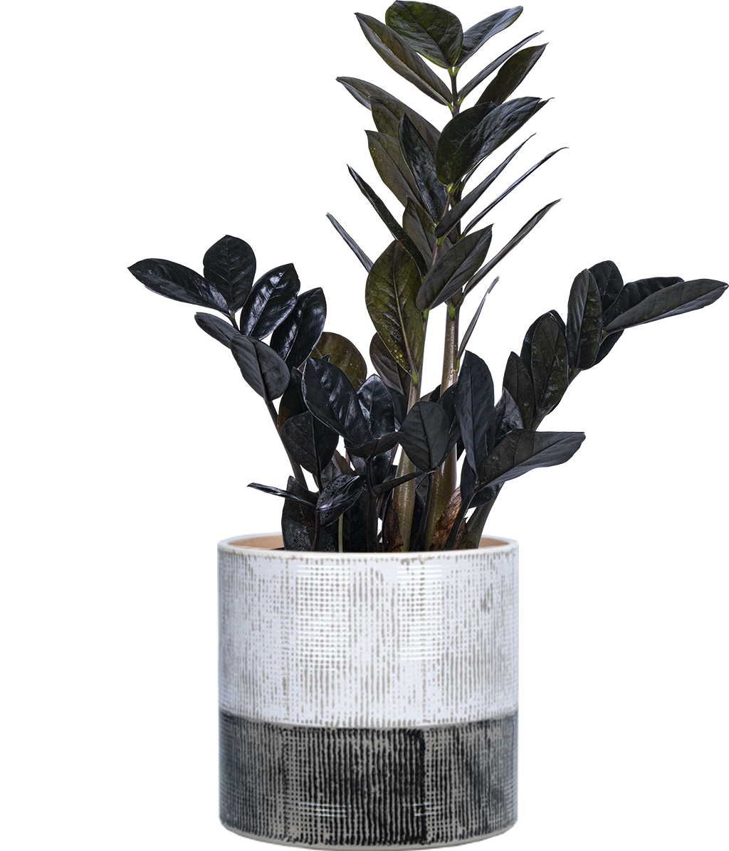 black zz plant online Zamioculcas Black Raven | ZZ Plant | 8" Pot | Easy Care Houseplant