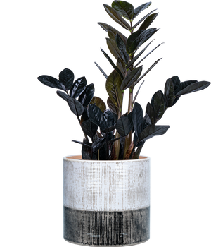 Zamioculcas Black Raven | ZZ Plant | 8