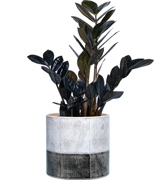 allintitleblack raven zz plant for sale Zamioculcas Black Raven | ZZ Plant | 8" Pot | Easy Care Houseplant