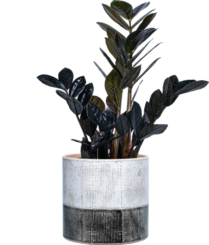Zamioculcas Black Raven (M) | ZZ Plant