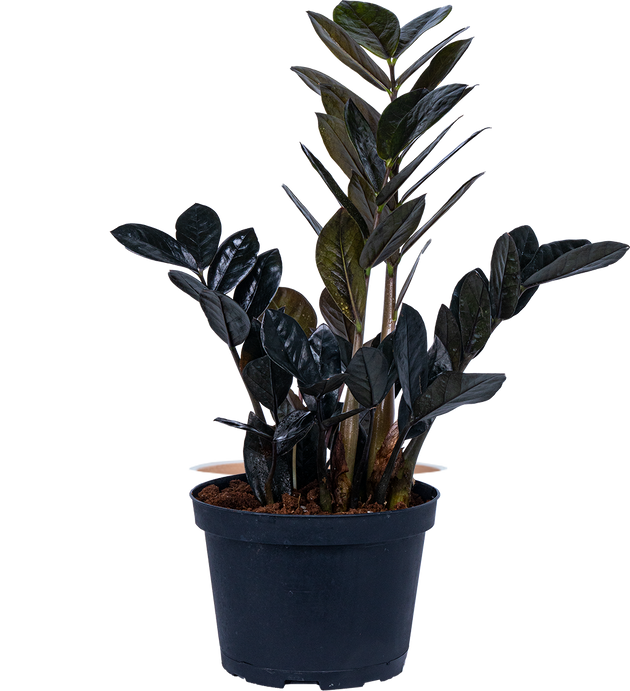 black zz plant australia Zamioculcas Black Raven | ZZ Plant | 8" Pot | Easy Care Houseplant
