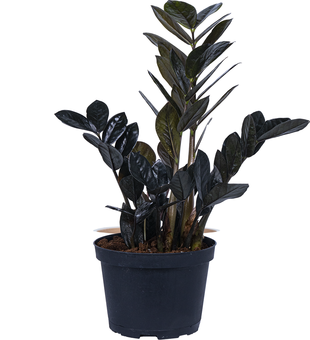 Zamioculcas Black Raven | ZZ Plant (L)