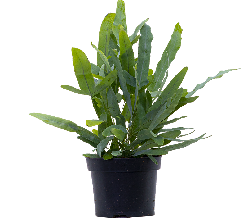 Phlebodium Aureum | Blue Star Fern (M-5in)