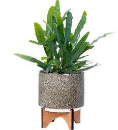 Phlebodium Aureum | Blue Star Fern (M-5in)