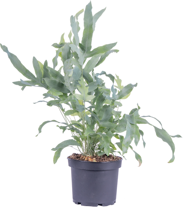 care for blue star fern Phlebodium Aureum | Blue Star Fern | 6" Pot | Pet Friendly Houseplant