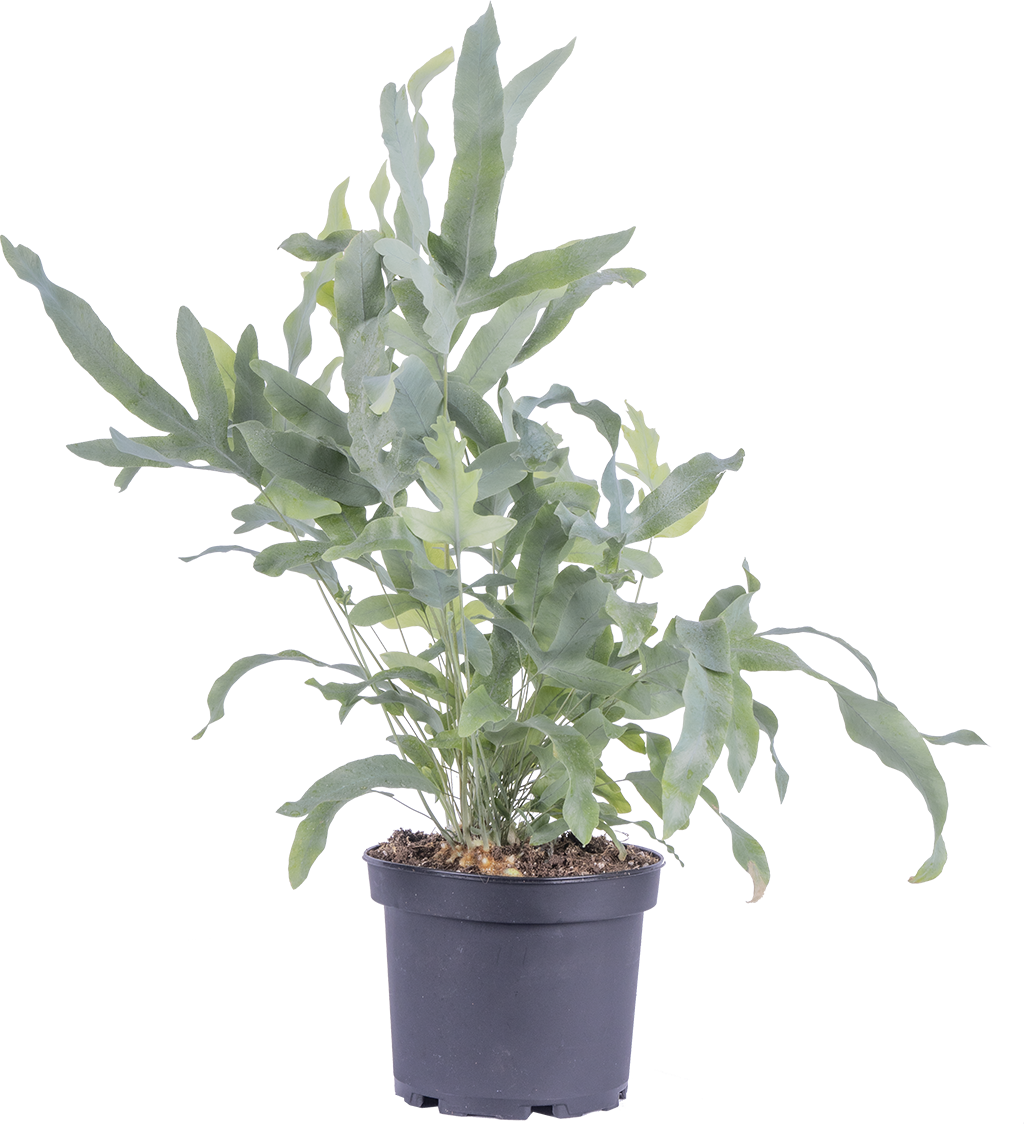 Phlebodium Aureum | Blue Star Fern (M-6in)
