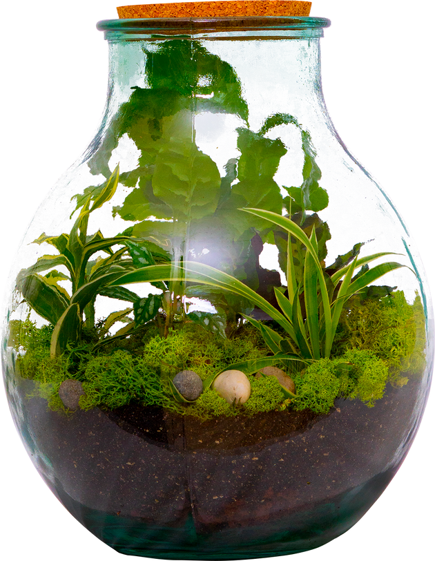 terrarium plant pots Boris the Terrarium | L | 8" Pot | Easy Care Houseplant