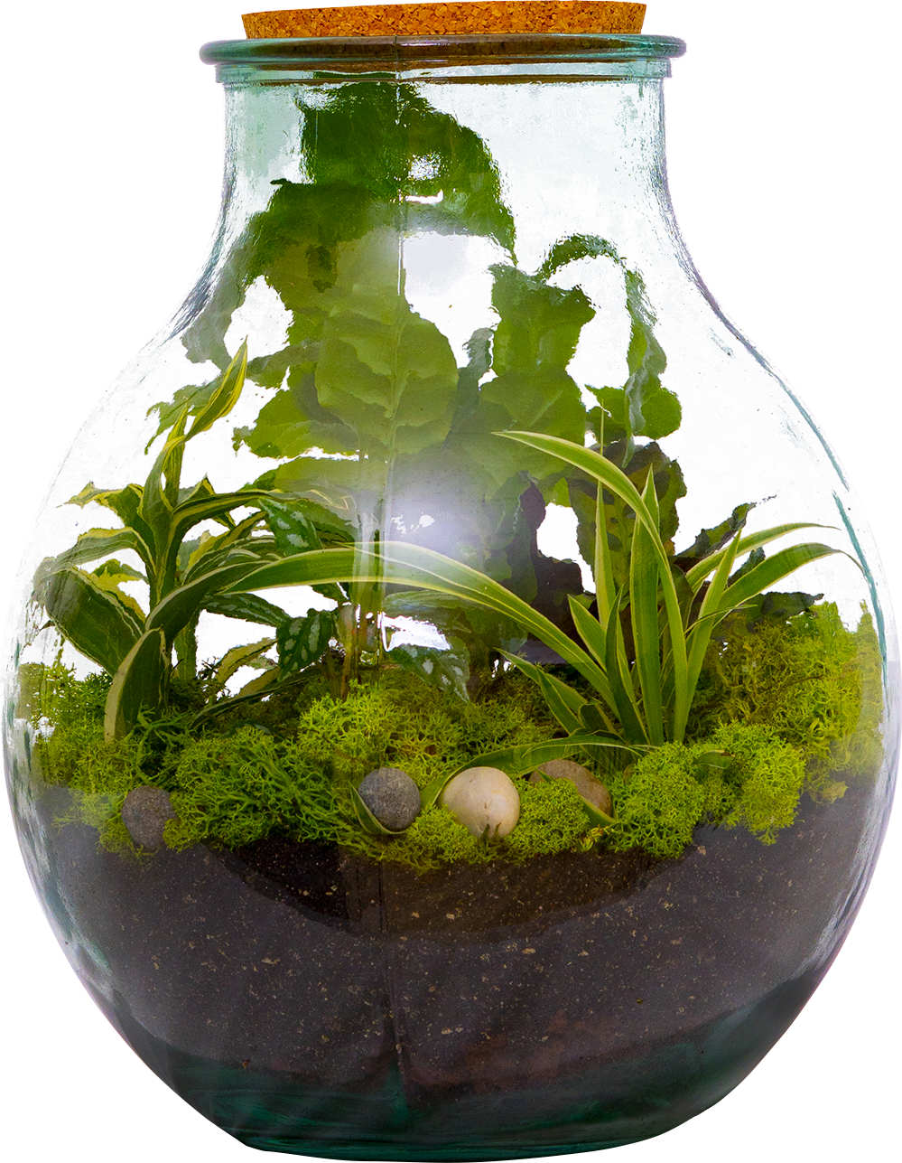 Boris the Terrarium | L