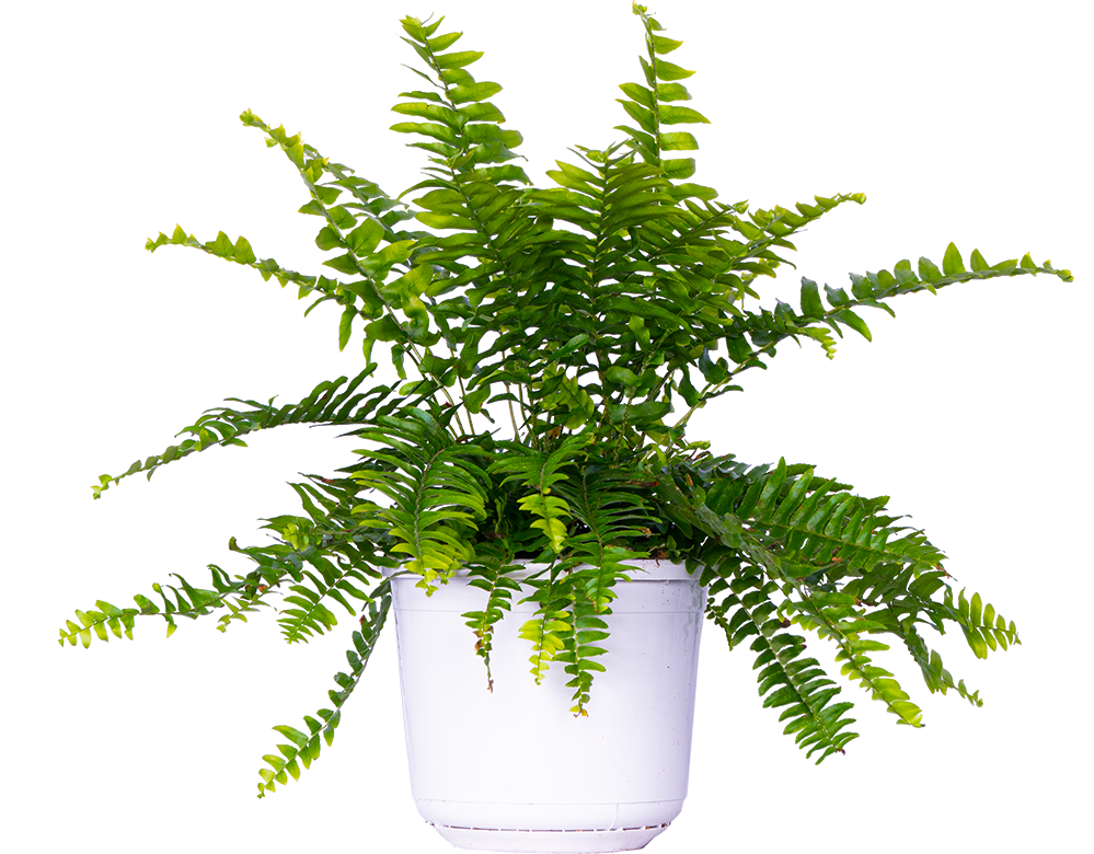 Nephrolepis Exaltata | Boston Fern (M-6in)