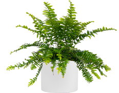 Nephrolepis Exaltata | Boston Fern (M-6in)
