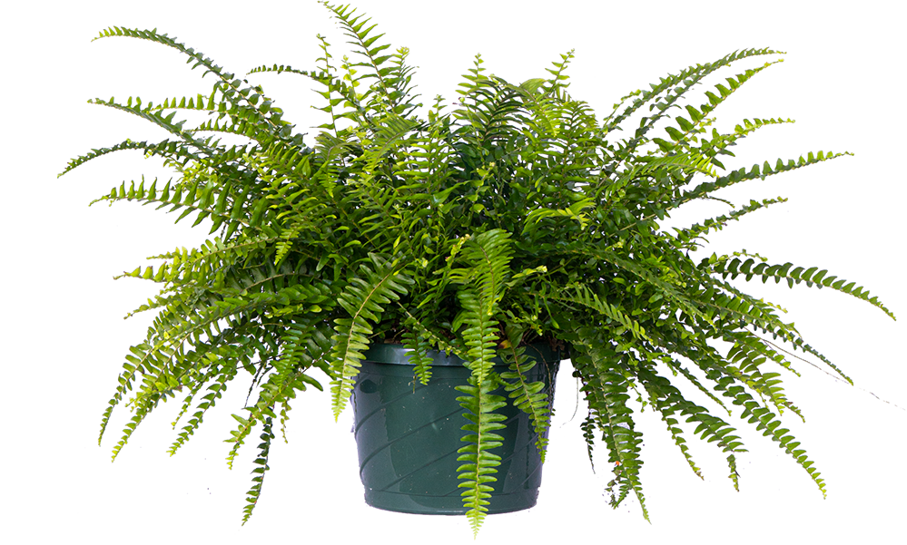 Plantsome Boston Fern