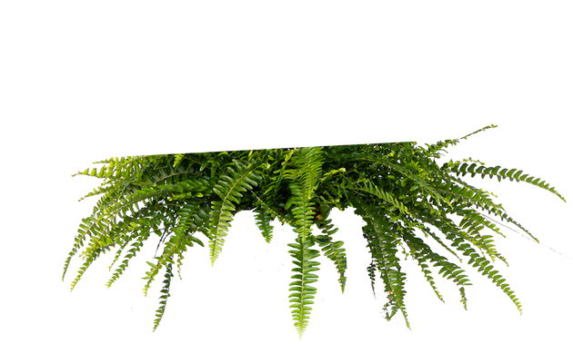 nephrolepis indoor plant Nephrolepis Exaltata