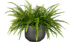 Nephrolepis Exaltata | Boston Fern (L)