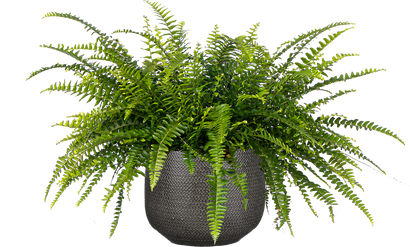 Nephrolepis Exaltata | Boston Fern (L)