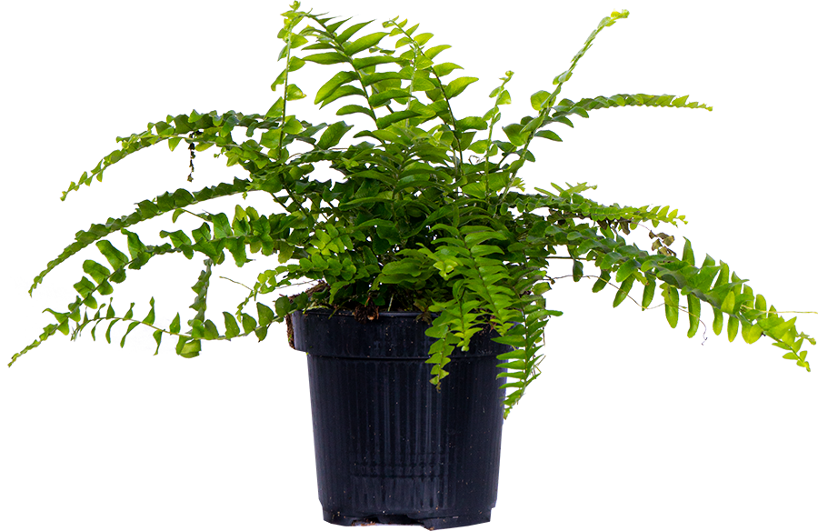 Nephrolepis Exaltata | Boston Fern (S)