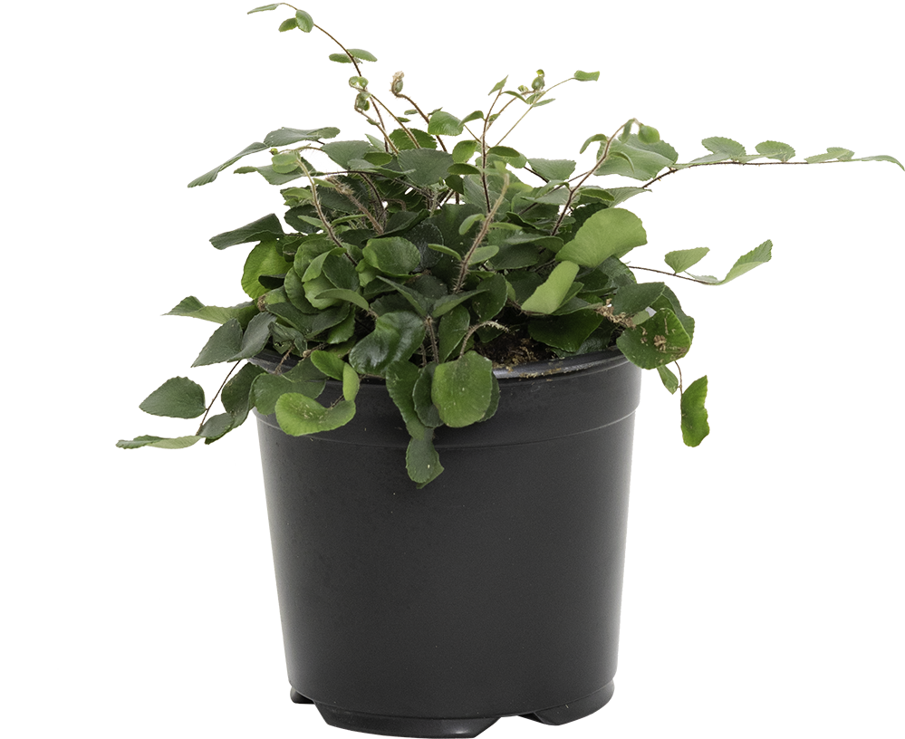 Pellaea Rotundifolia | Button Fern (S)