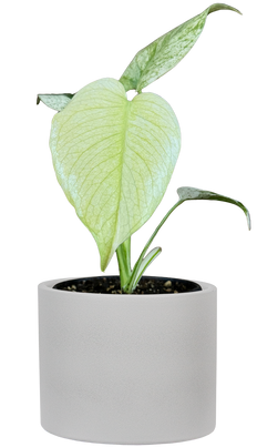 Monstera Deliciosa White Monster | Variegated Swiss Cheese Plant (S)