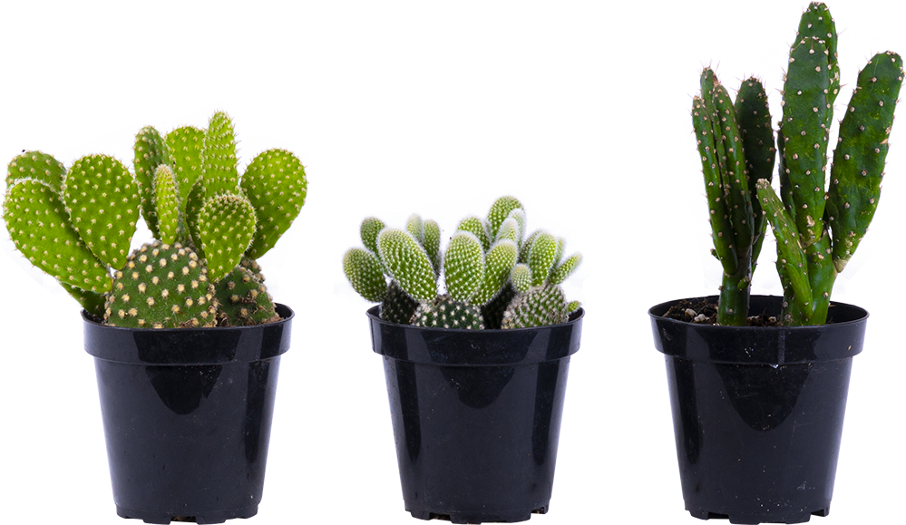 Cactus Trio - Assorted (S)