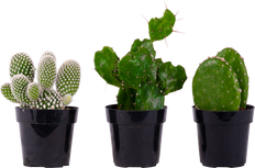 Cactus Trio - Assorted (XS)