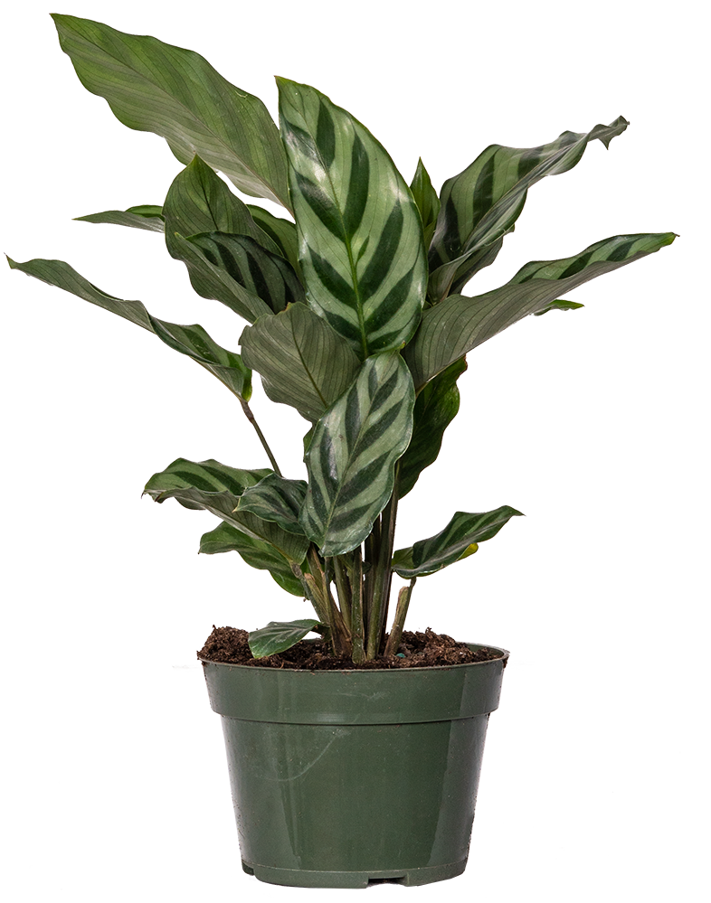 Calathea Freddie (S)