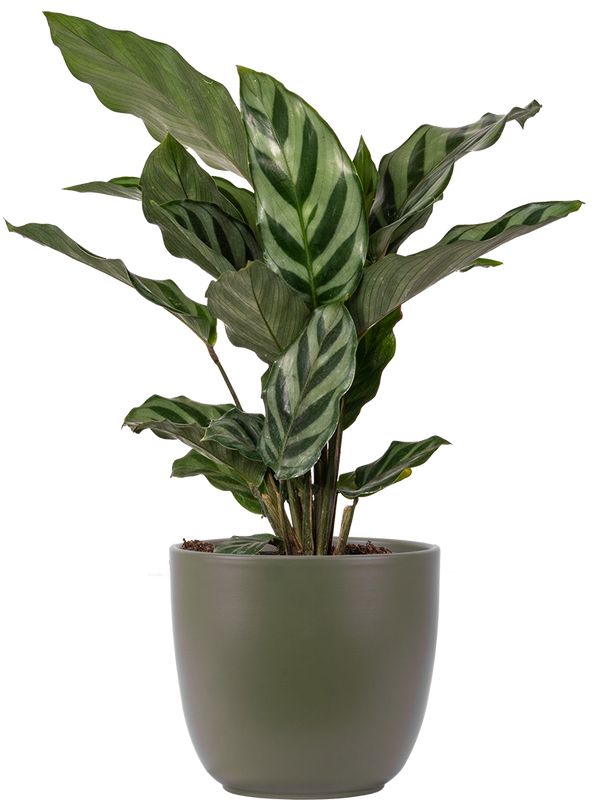 Calathea Freddie (S)