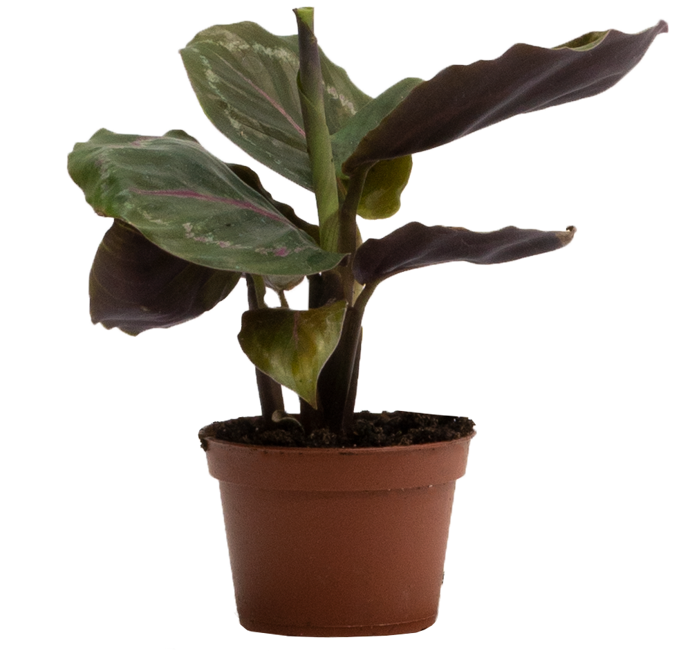 Calathea Medallion (XS)