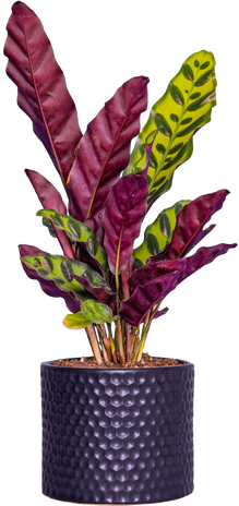 Bathroom plants  Plantsome