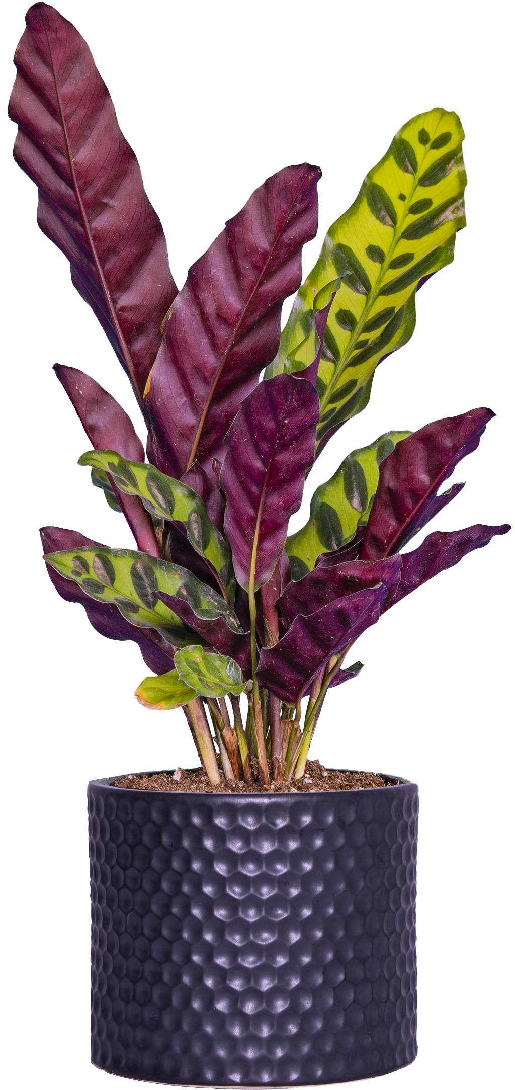 Calathea Lancifolia | Rattlesnake | 4