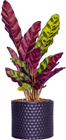 Calathea Lancifolia | Rattlesnake (S)