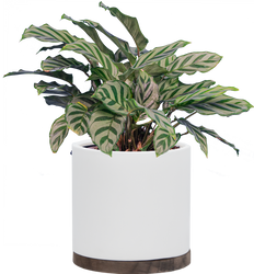Calathea Freddie (M)