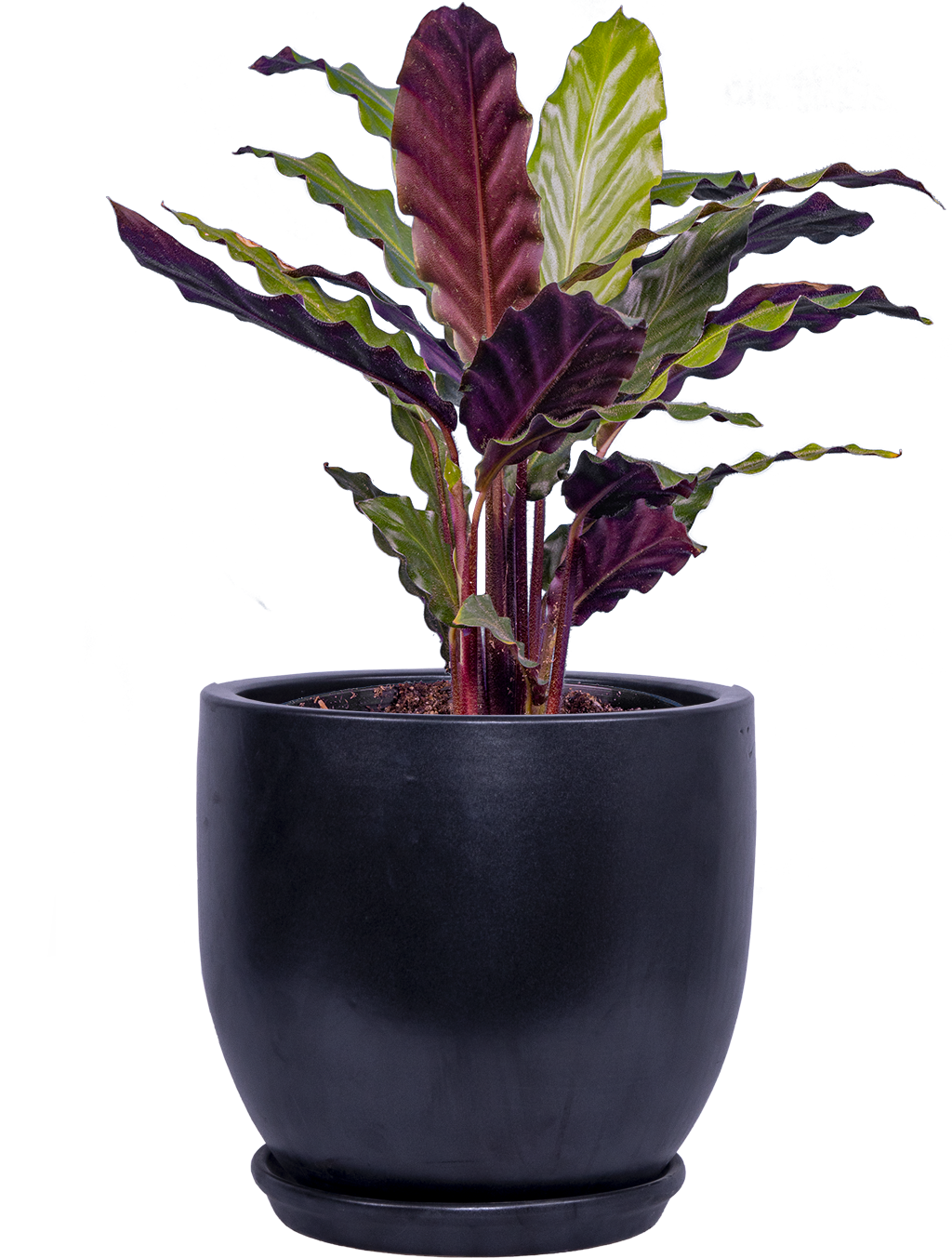 Calathea Rufibarba (M)