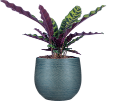 Calathea Lancifolia | Rattlesnake (M)