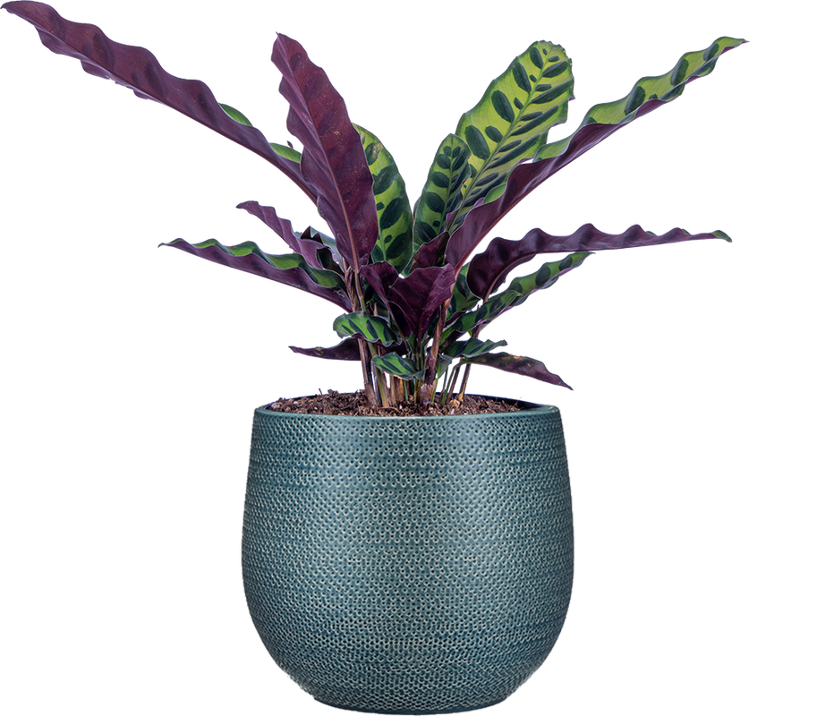 Calathea Lancifolia | Rattlesnake (M)