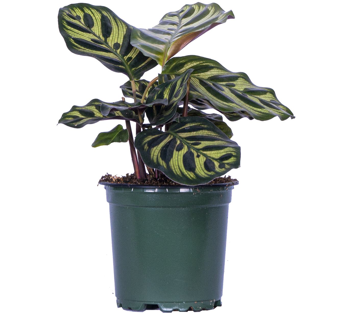 Calathea Makoyana | Peacock Plant (S)