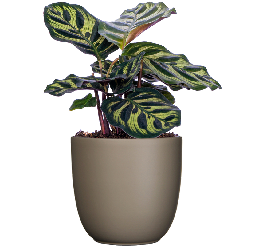 Calathea Makoyana | Peacock Plant (S)