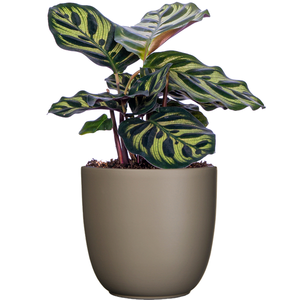 peacock plant pot Calathea Makoyana | Peacock Plant | 4" Pot | Pet Friendly Houseplant