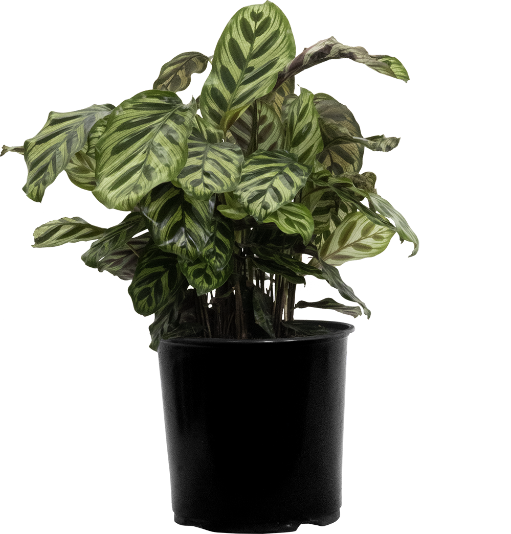 Calathea Makoyana | Peacock Plant (L)