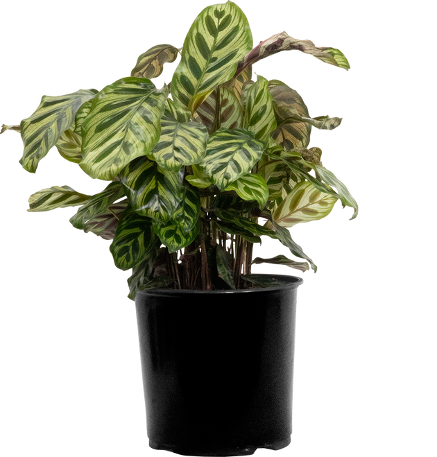 Calathea Makoyana | Peacock Plant | 10