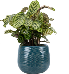 Calathea Makoyana | Peacock Plant (L)