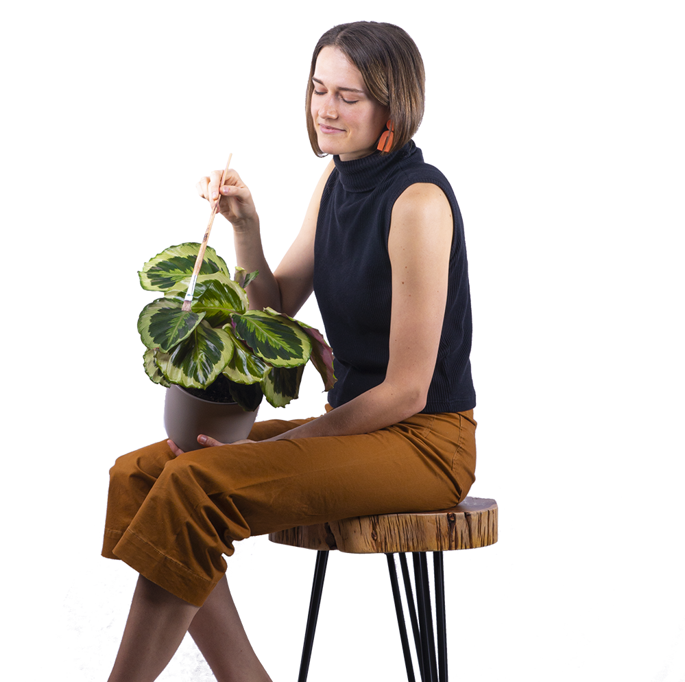 Plantsome Calathea Medallion - Thumbnail 4